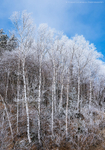 Winter's Last Gasp