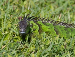 AnimalsCreatures _0063