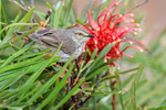 Karoo Prinia portfolio