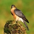 Sparrowhawk