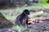 Brown Lemur - 0556