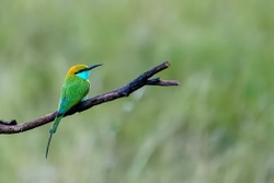 Little Green Bee-eater