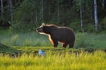 Brown Bear