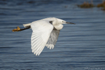 Little Egret (Egretta garzetta) flying