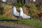 Black-headed Gulls