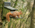 Red Squirrel 15 (disambiguation).