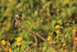 Green Kingfisher and yellow flowers, Mato Grosso, Brazil