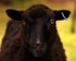 Sheep (02)