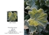 Winter 3.  Lady's Mantle