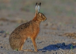 Brown Hare