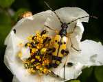 Beetles portfolio