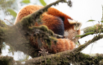Red Panda
