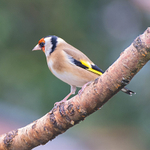 21st February Goldfinch