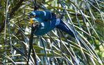 Blue and yellow macaw