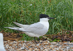 Sandwich Tern