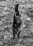 On the Hunt