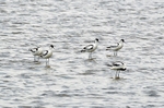 Avocets