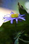 Flowers Set 10 - 06