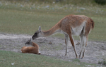 Young Guanaco