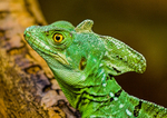 plumed basilisk Basiliscus plumifrons-12