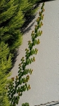 Climber-Sth Africa