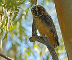 Long Eared Owlet