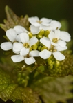 Garlic Mustard - Alliaria petiolata RPNP0698_K6C0288