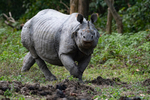 Rhino