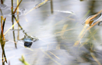 Common Frogs spawning, Bristol, BR_010