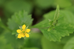 Herb Bennet flower and bud, Devon, England