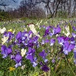 Gargano pansy (Viola heterophylla ssp. graeca)