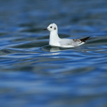 Bonaparte's Gull on water, Farmoor Reservoir