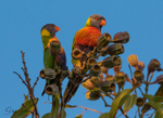 Lorikeet Gumnuts 3