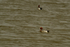 Wigeons - Gibraltar Point