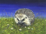 Wildlife portfolio