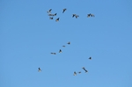 Barnacle Geese