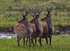Sika Deer (& Swallow in the background)