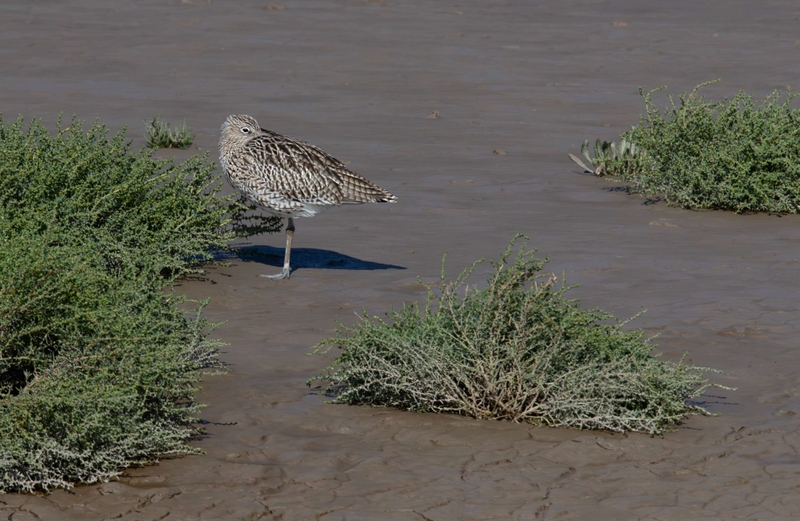 Eurasian Curlew - Dee Estuary - North Wales