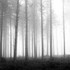 Misty Pines EDC080