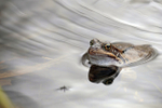 Common Frogs spawning, Bristol, BR_008