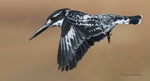 Pied Kingfisher