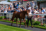 130625-Race 2-Carnation Queen-8748