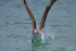 Blue-footed Booby 8