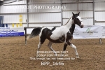 BPP_1646