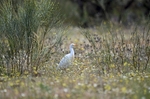 Cattle Egret