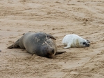 Atlantic Grey Seal