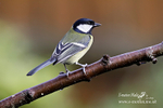 Great Tit 081209 1