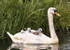 Ride a White Swan