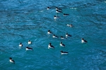 Guillemots 9286