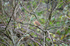 Cirl Bunting
